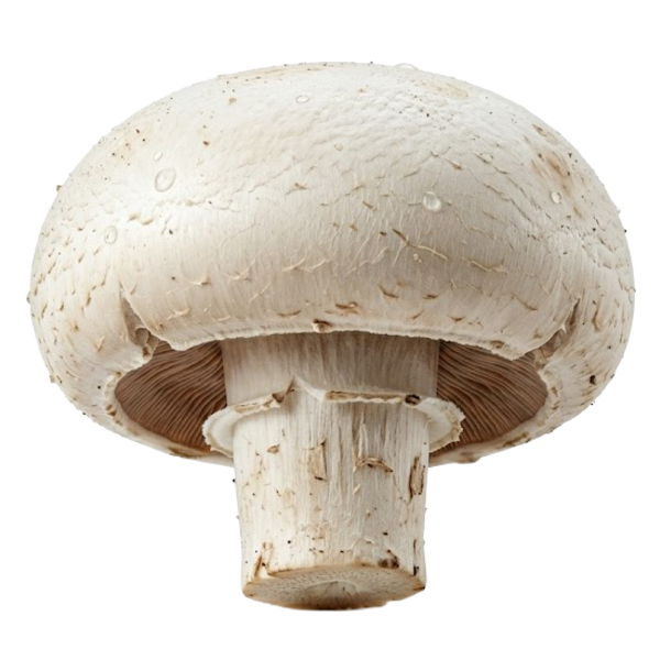 Champignon
