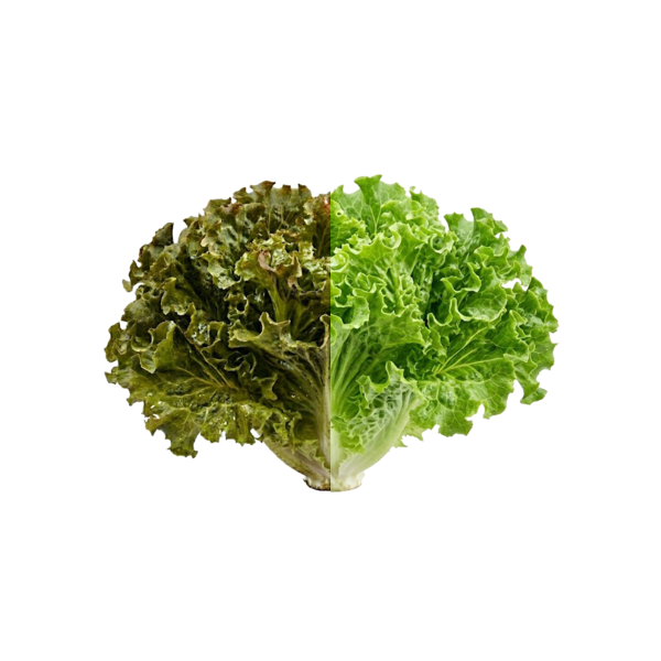 Salade