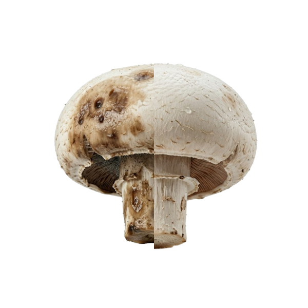 Champignon