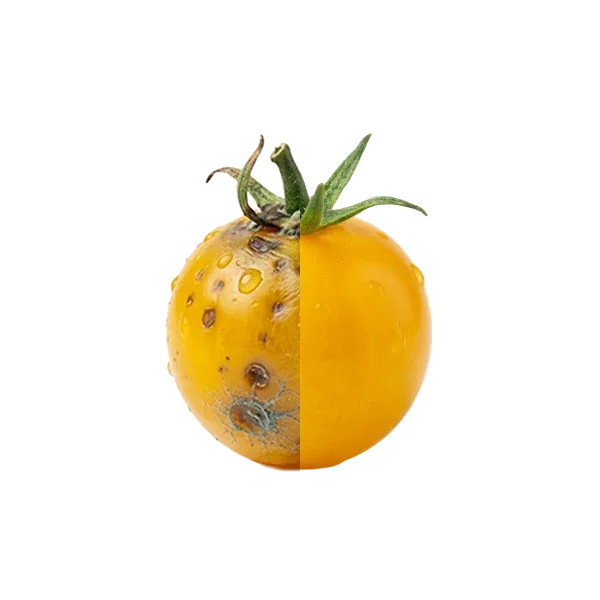 Tomate cerise