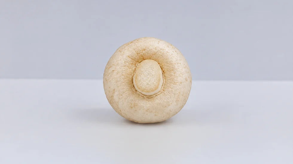 Champignon après 18 jours avec Holus