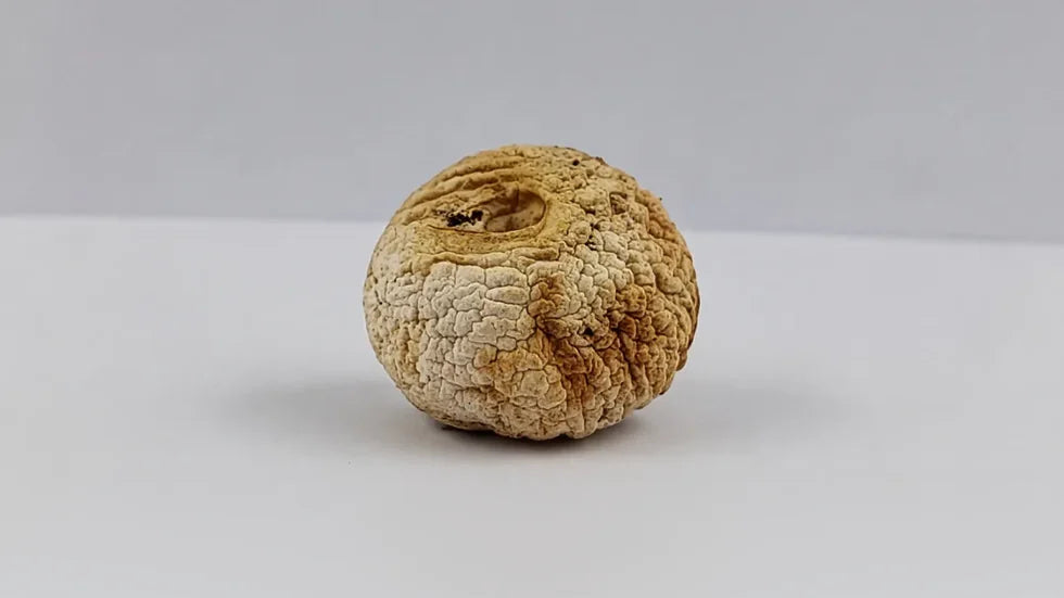 Champignon après 18 jours sans Holus