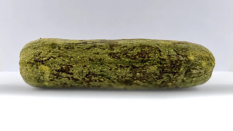 Courgette après 21 jours sans Holus