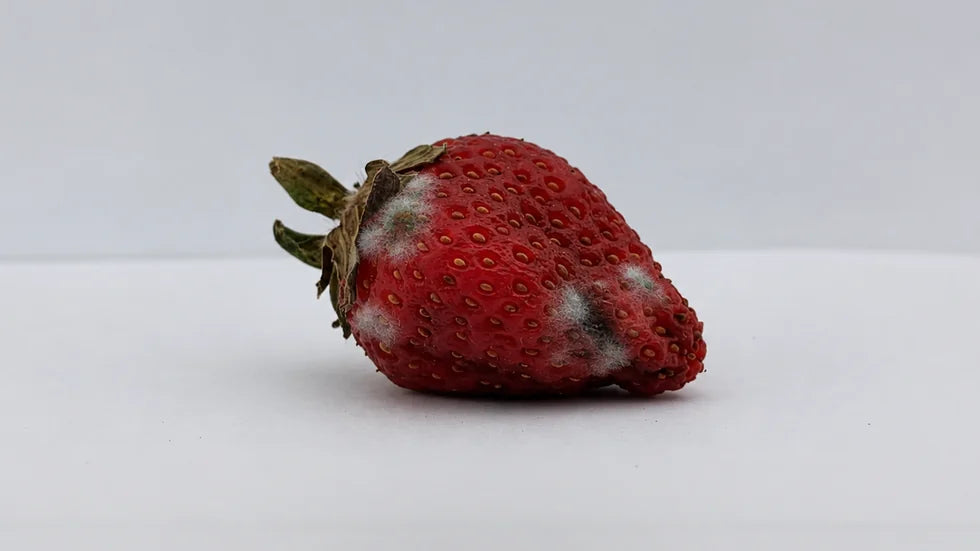 Fraise après 12 jours sans Holus