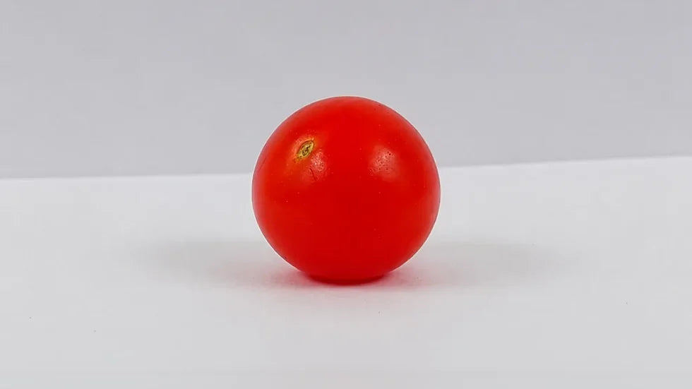 Tomate cerise après 21 jours avec Holus