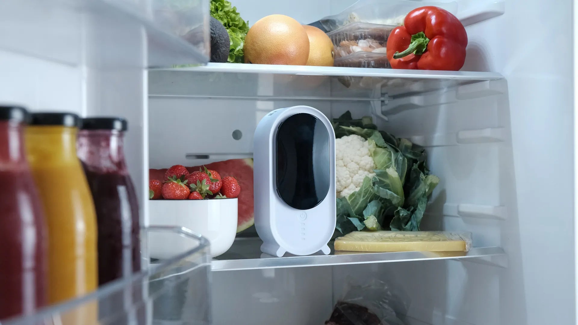 Holus posé dans un réfrigérateur, entre des fraises et un chou-fleur